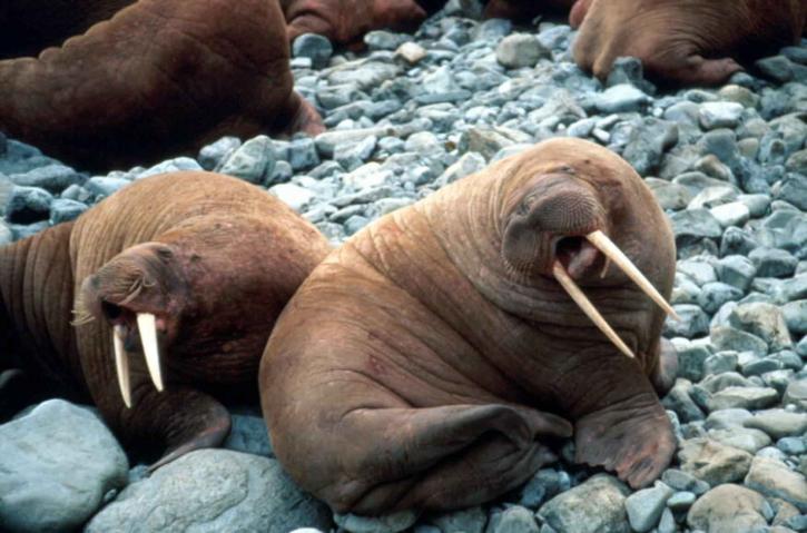 Public domain image of tow walruses sitting on rocks